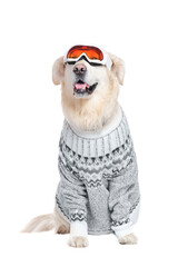 Full length picture of a dog in a pullover and ski goggles