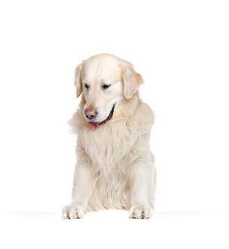 Close-up picture of a retriever looking to the blank board