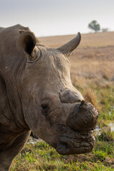 Obraz premium Verticle portrait of a dehorned white rhino in Africa.
