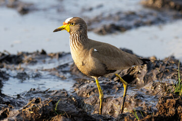 African wattled lapwing feeding in muddy water