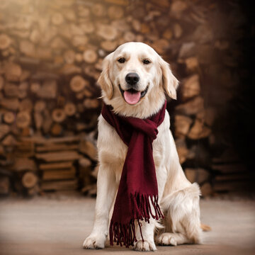 golden retriever dog cute autumn photo of a pet in a scarf