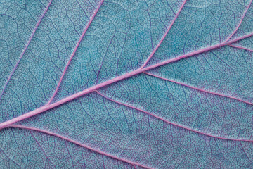 Fototapeta na wymiar Leaf texture macro closeup. Leaves veins and grooves. Blue toned