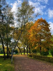 Autumn forest and colourful trees in the park. Colourful leaves on trees and on the ground. Bench in the park in trees. Red, orange and yellow leaves and trees. Sunny day walking in the park. 