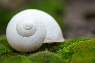 coquille d'escargot