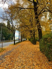 Autumn forest and colourful trees in the park. Colourful leaves on trees and on the ground. Bench in the park in trees. Red, orange and yellow leaves and trees. Sunny day walking in the park. 