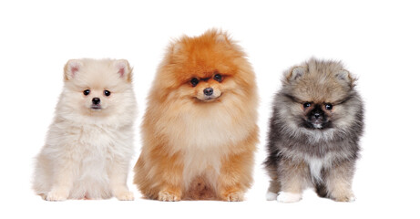 Obraz premium A family of long haired pomeranian spitz dogs isolated on white