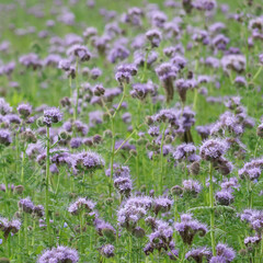 Fototapeta premium Blaues Blumenmeer