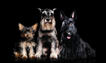Low key full length portrait of a black scottish terrier, Schnauzer and a Yorkshire Terrier puppy...
