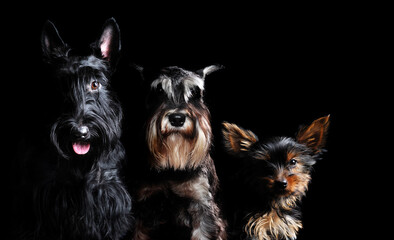 Low key portrait of a black scottish terrier, Schnauzer and a Yorkshire Terrier puppy