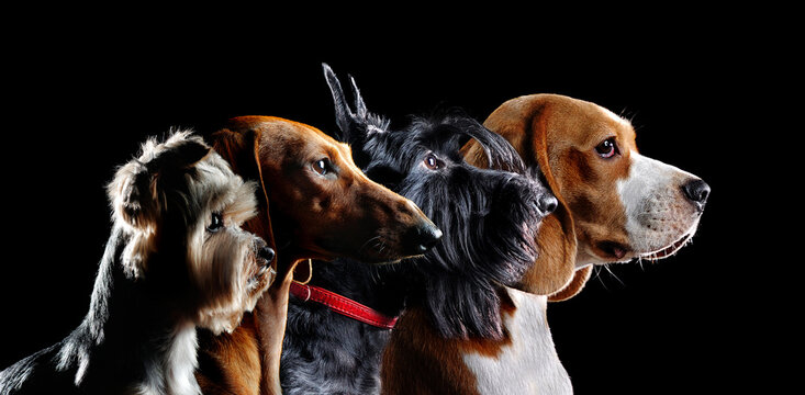 Group silhouette of dogs of different beeds