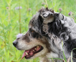 Australian Shepherd im blauen Blumenfeld