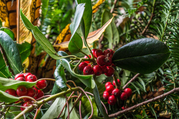 Obraz premium holly berries of a christmas decoration