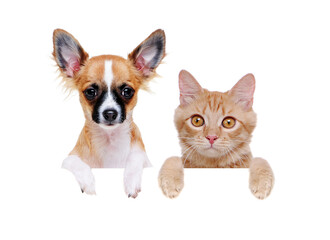 chihuahua dog and a ginger cat with blank board
