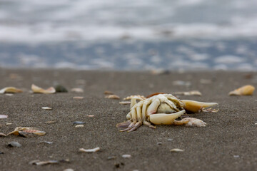 Granchio morto sulla riva del mare
