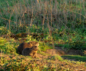 Nutria im Sonnenlicht