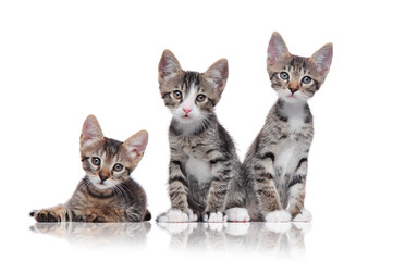 Three tabby kittens isolated on white background