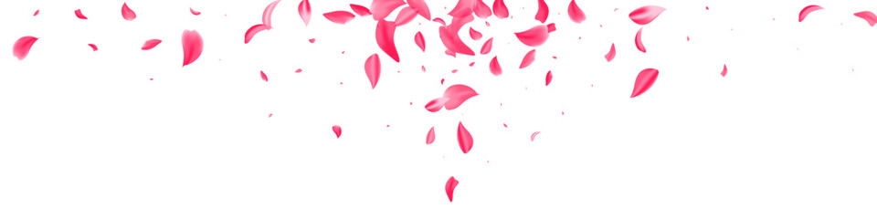 Delicate Sakura Japanese Vector White Panoramic