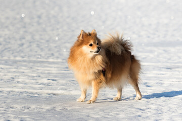 Small dog in the middle of snow
