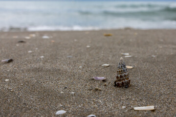 Conchiglia sulla riva del mare