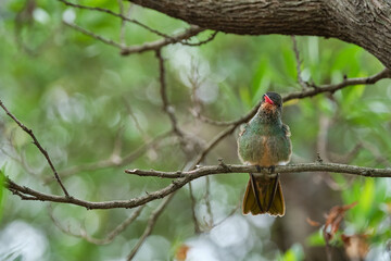 Selective focus shot of an exotic bird sitting on a tree branch