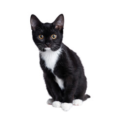 Black kitten  sitting on white background