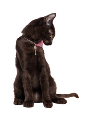 Black kitten licking his fur in a white studio