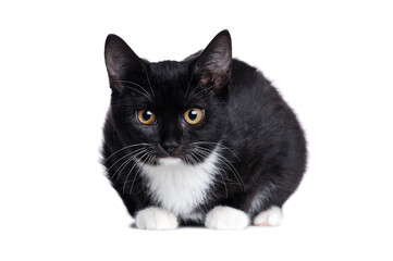 Black kitten sitting close up  front view on white background