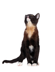 Obraz premium Black kitten with red chest looking up isolated on white