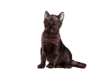 Little black sitting cat  isolated on white looking up