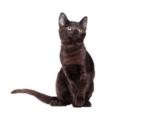 Pretty little black kitten sitting in a white studio