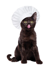 Sitting hungry black kitten wearing chef cook hat