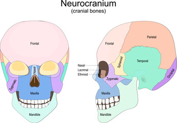 Human skull bones. Neurocranium. cranial bones © designua