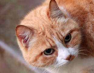 Red-haired cat close-up