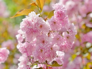 Spring pink cherry tree blossom in garden.