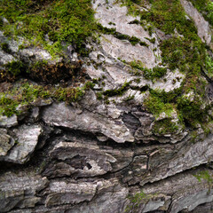 Moss on tree background. Bark of tree. Bark texture. Wooden background