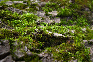 Moss on wood background. Tree bark. Bark texture. Wooden background. Rough texture