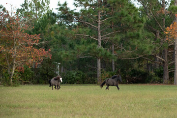 Two miniature horses galloping together across a pasture. 