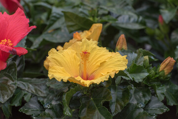 Hibiscus Longlife, hardy hibiscus, rose of sharon, and tropical hibiscus. Portrait