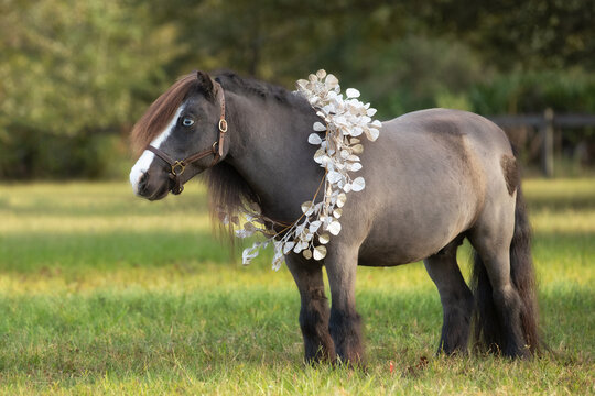 Miniature horse wearing a gold and silver holiday garland.