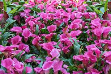 Zantedeschia or indoor calla, a popular exotic houseplant