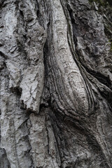 Tree bark. Bark texture. Wooden background. Rough texture