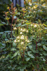 Fototapeta premium Miniature bush of white roses in a pot