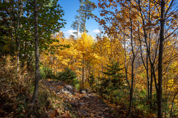 Fototapeta na wymiar Autumn forest in October. Belianske Tatras. Slovakia.