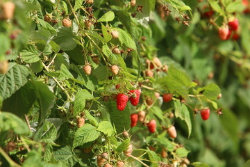 Raspberry bushes with ripe berries in the city park.