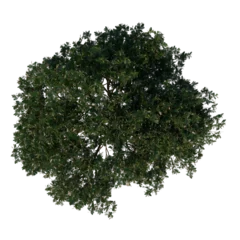 Poster Top view tree (Adolescent Red Lucky Seed 3) png © Emmanuel Vidal