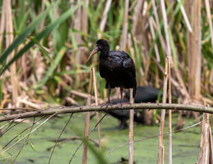 Photograph of a Bare-faced ibis, found in Canoas, Rio Grande do Sul, Brazil.	