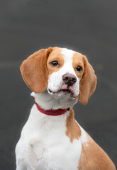 one brown and white beagle dog looking at camera