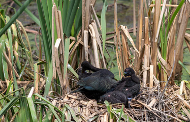 Photograph of a Bare-faced ibis, found in Canoas, Rio Grande do Sul, Brazil.	