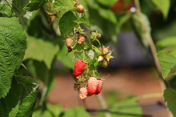 Raspberry bushes with ripe berries in the city park.