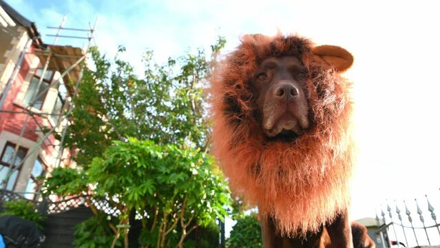 Chocolate labrador in garden with a lions mane on head, funny dressed up dog